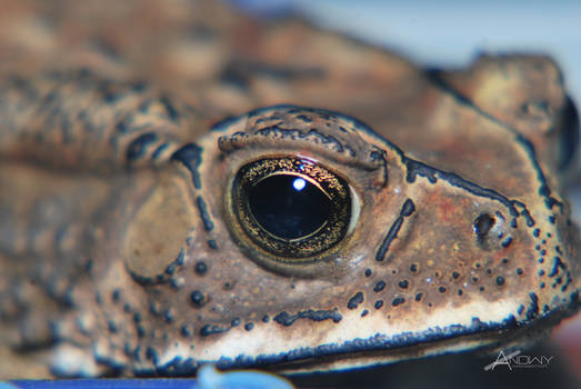 eye of frog