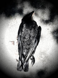 Crow