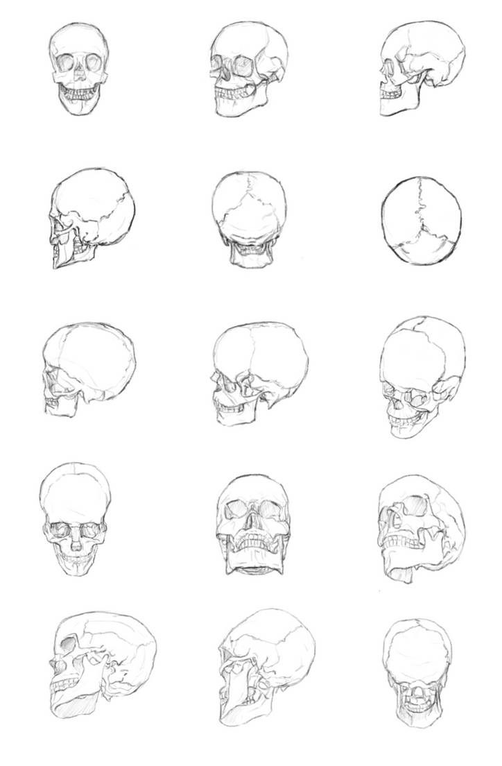 Skull Practice by pufflespower on DeviantArt