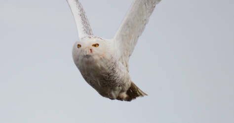 Snowy Owl coming to get me