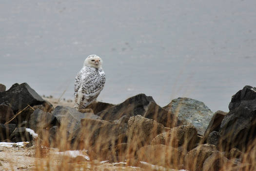 Snowy Owl - Forsythe National Wildlife Refuge, NJ