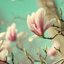 Vintage Magnolias I