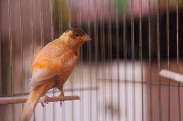 My canary bird