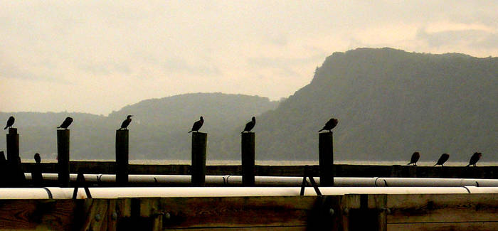 Cormorants