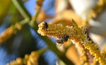 Bee by afiiz