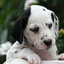 Dalmation Puppy 6