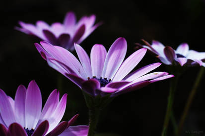 Magical Stepping Flowers