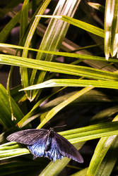 Butterfly Among the Leaves