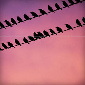 Birds on a Wire