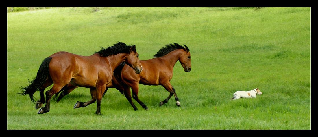 Thrill of the Chase