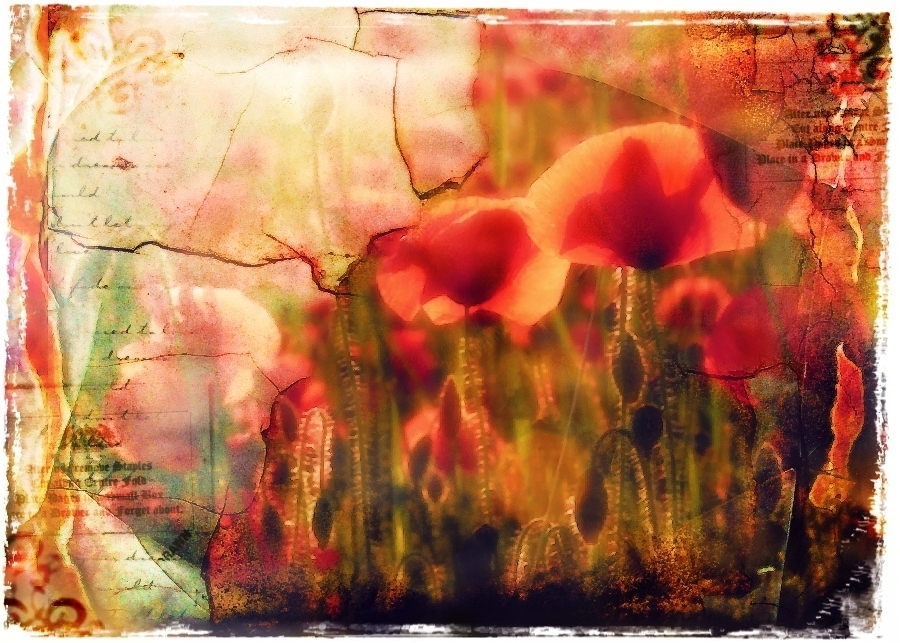 poppies