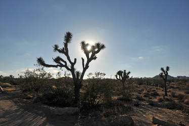 Joshua Tree