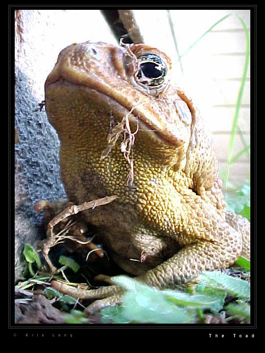 The Toad by movie-wizard on DeviantArt