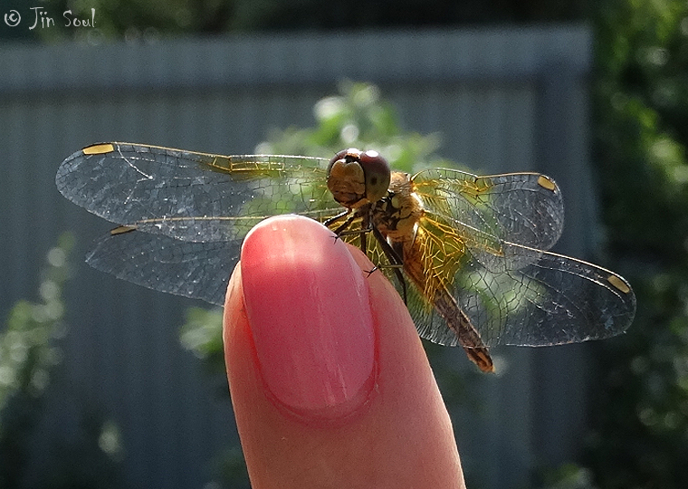 Dragonfly on my finger 02