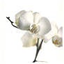 orchid no.1