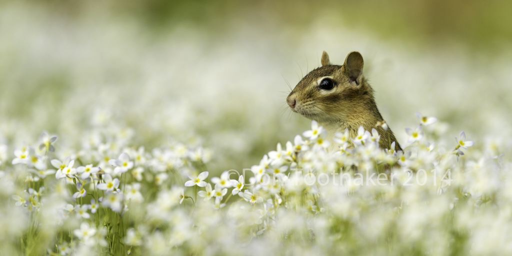 Mayflowers and Chipmunk DT6 7600-1-2