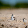 Plover Chick DE73962-1