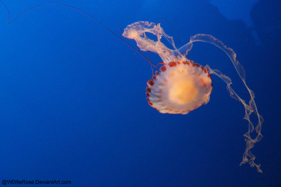 A Single Jellyfish