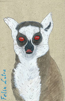 Ring-tailed lemur Nr. 1