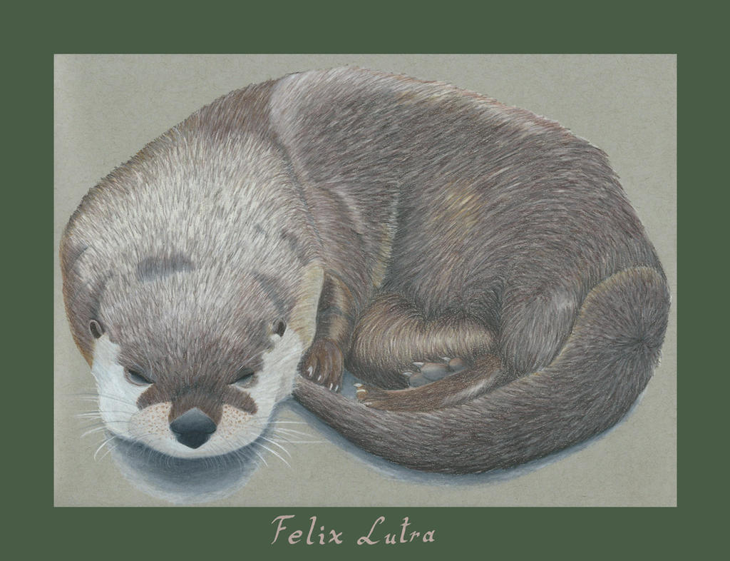 Otter Nr. 128
