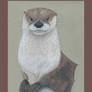 Otter Nr. 129