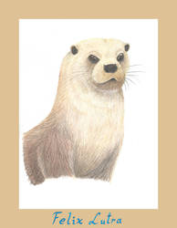 Otter Nr. 133