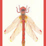 Dragonfly Nr. 2