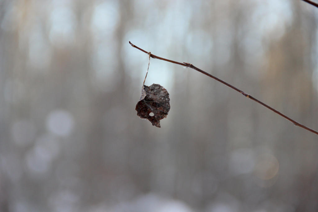 Lonely Little Leaf