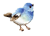bird-S