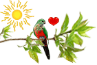 Beautiful Bird