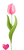Pink tulip