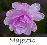Majestic