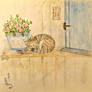 a rescued cat
