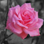 Pink Rose with Monochrome Background