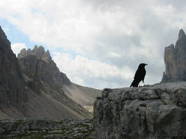 Cheeky Chough at Tre Cime