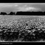 Sunflowers in France