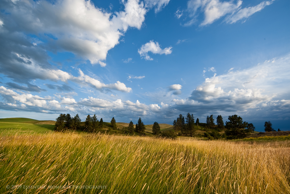 Grass and Sky