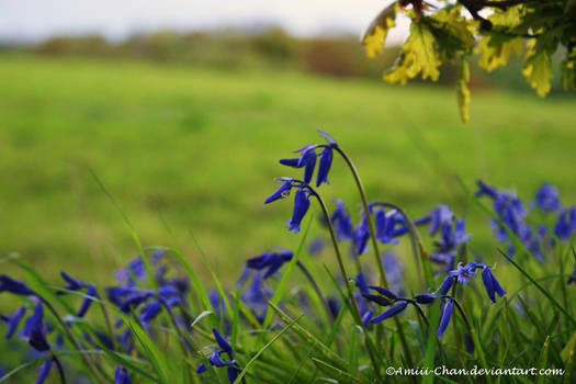 Swaying In The Breeze.