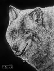 Wolf portrait by Pentra-Draws