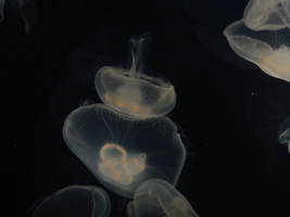 Jellies