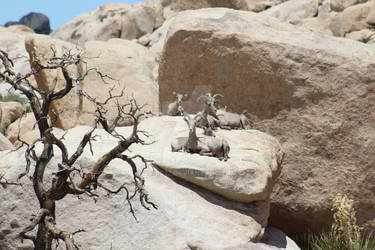 Big Horn Sheep 4