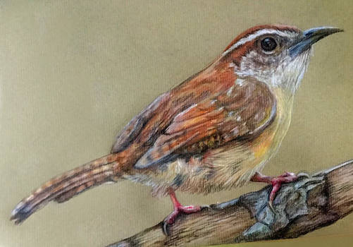 Carolina Wren