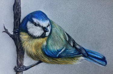 Blue Tit