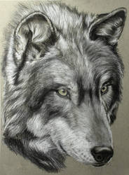 Portrait of a Wolf