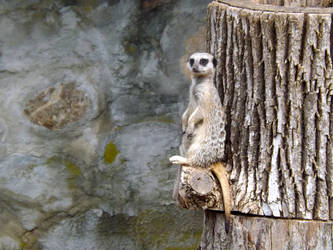 Meerkat Lookout