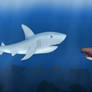 Shark Meeting