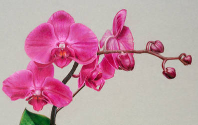 Drawing Orchids