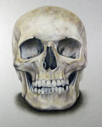 Skull