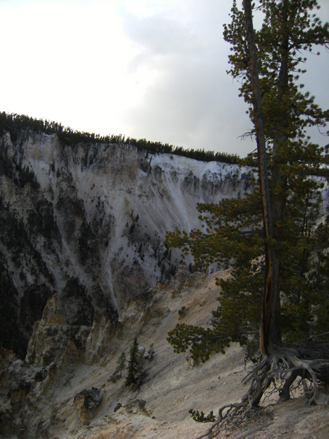 Yellowstone Bonsai