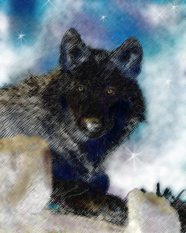 Black Wolf